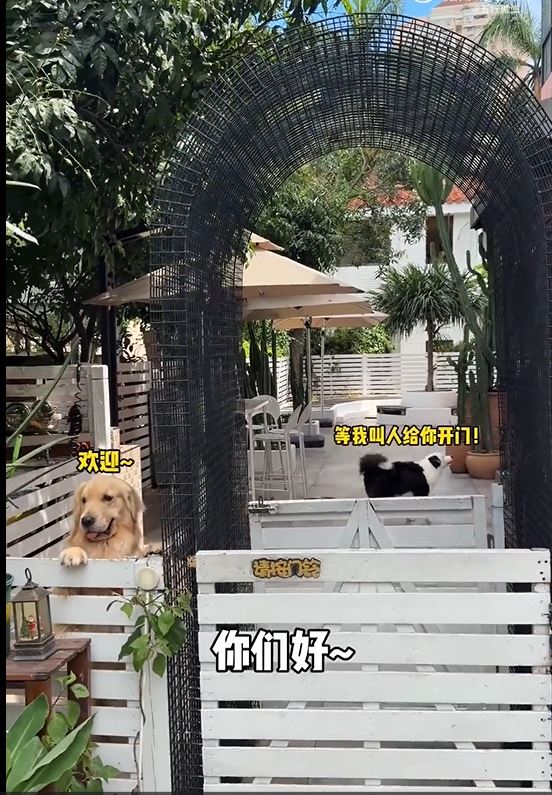 宠物酒店有大量的猫狗。 宠物酒店有大量的猫狗。