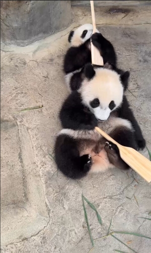 家姐“加加”和细佬“得得”萌爆“拎起船桨撑龙舟”。 家姐“加加”和细佬“得得”萌爆“拎起船桨撑龙舟”。