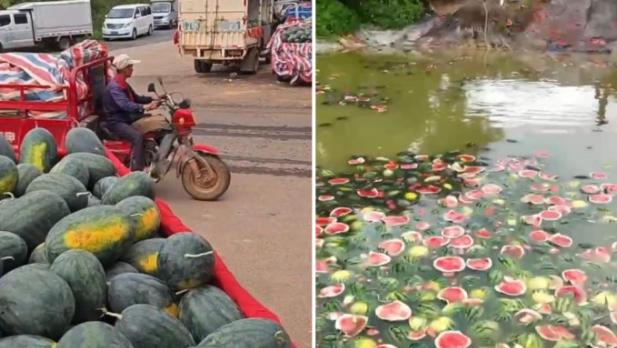 西瓜收购价暴跌至¥0.2 西瓜收购价暴跌至¥0.2