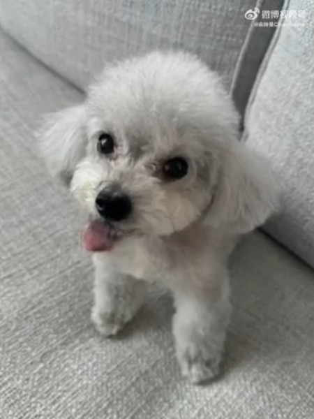 佘诗曼的爱犬日前离世。 佘诗曼的爱犬日前离世。