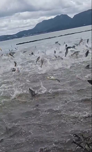 昆明滇池鱼群疯跃出水持续1分钟 昆明滇池鱼群疯跃出水持续1分钟