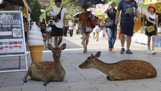 奈良公园附近到处可以看见鹿只。美联社 奈良公园附近到处可以看见鹿只。美联社