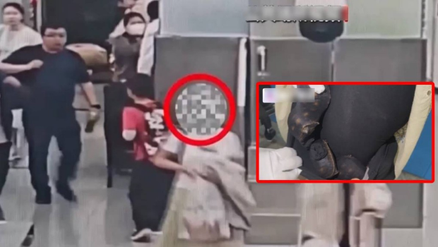 福田海关人员揭发女旅客在黑丝袜夹带30隻活体龟入境。 福田海关人员揭发女旅客在黑丝袜夹带30隻活体龟入境。