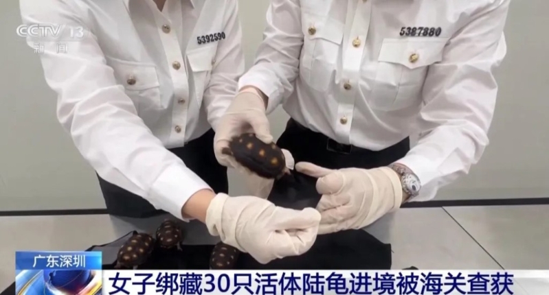 福田海关人员揭发女旅客在黑丝袜夹带30隻活体龟入境 福田海关人员揭发女旅客在黑丝袜夹带30隻活体龟入境
