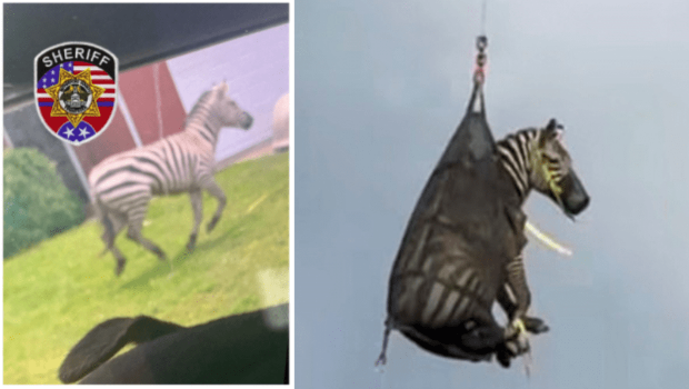 美国田纳西州一头宠物斑马走失一个多星期后被寻获送回家。 美国田纳西州一头宠物斑马走失一个多星期后被寻获送回家。