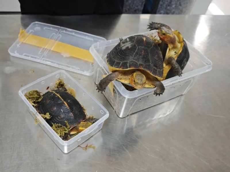 深圳湾海关查获旅客违规携带4只濒危黄缘闭壳龟进境案 深圳湾海关查获旅客违规携带4只濒危黄缘闭壳龟进境案