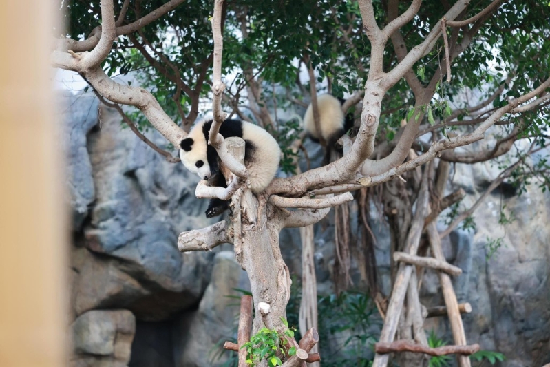 邓炳强第一次探“加加”“得得”3 邓炳强第一次探“加加”“得得”3