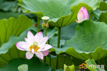 白云湖荷花盛放 白云湖荷花盛放