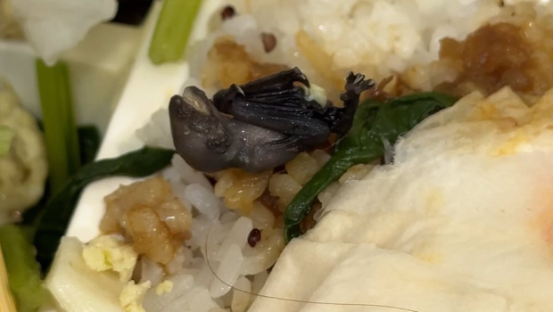 一名网友近日在便当内发现一只蝙蝠 一名网友近日在便当内发现一只蝙蝠