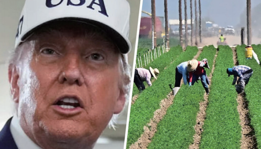 特朗普承认不少无证农工非常优秀,部分人已工作至少20年,他很快会颁布新的行政命令保护这部分人。 特朗普承认不少无证农工非常优秀,部分人已工作至少20年,他很快会颁布新的行政命令保护这部分人。