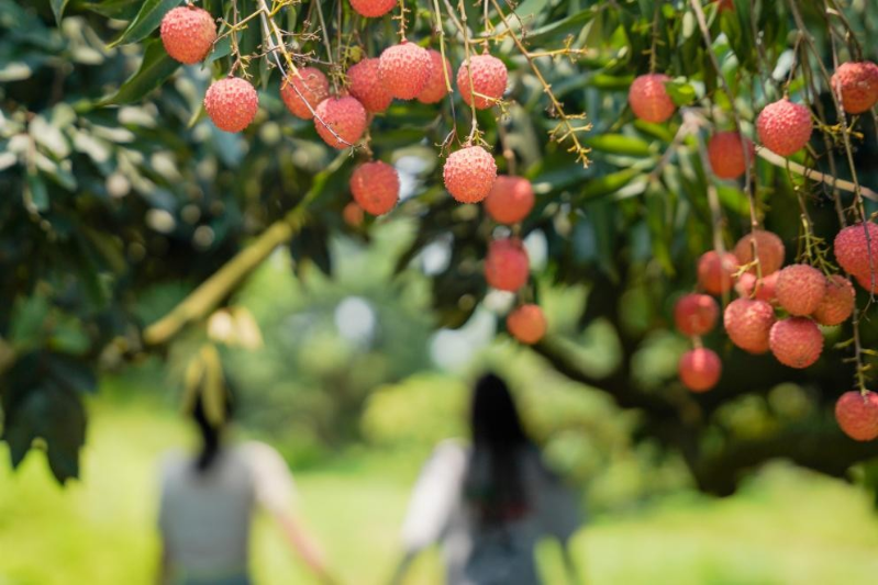 火“荔”全开!2025年广州增城荔枝文化旅游季启幕 火“荔”全开!2025年广州增城荔枝文化旅游季启幕