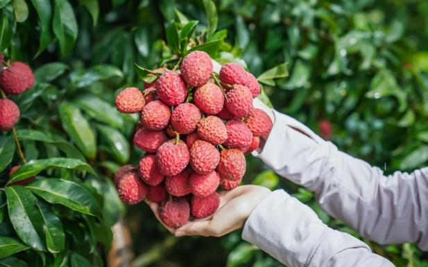 火“荔”全开!2025年广州增城荔枝文化旅游季启幕。 火“荔”全开!2025年广州增城荔枝文化旅游季启幕。