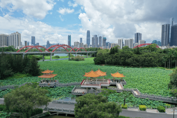 荷花花期通常从6月持续至8月,而6月中旬至7月初是观赏的最佳时机 荷花花期通常从6月持续至8月,而6月中旬至7月初是观赏的最佳时机