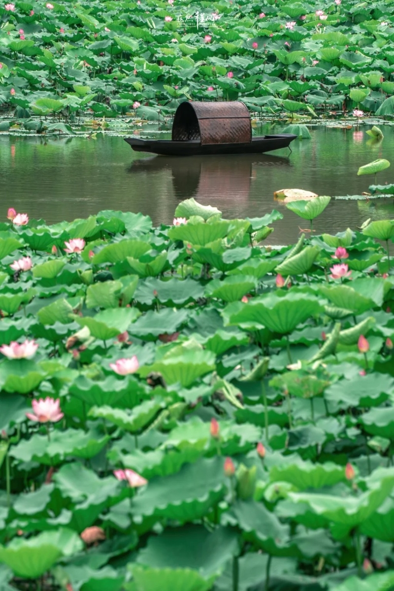 荷塘 荷塘