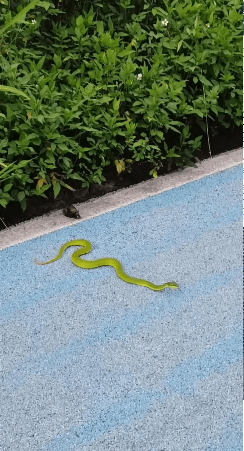 竹叶青蛇。 竹叶青蛇。