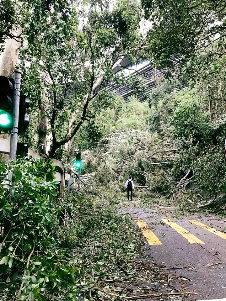 市民赶返工跨过行人路上倒塌的大树,场景至今仍历历在目。 资料图片 市民赶返工跨过行人路上倒塌的大树,场景至今仍历历在目。 资料图片