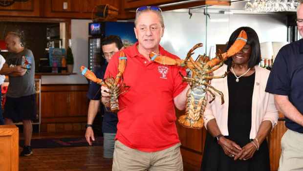 纽约州长岛海鲜餐厅放生110岁大龙虾。 纽约州长岛海鲜餐厅放生110岁大龙虾。