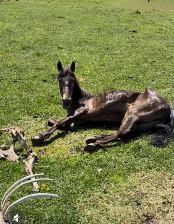 马四已瘦至皮包骨。 马四已瘦至皮包骨。