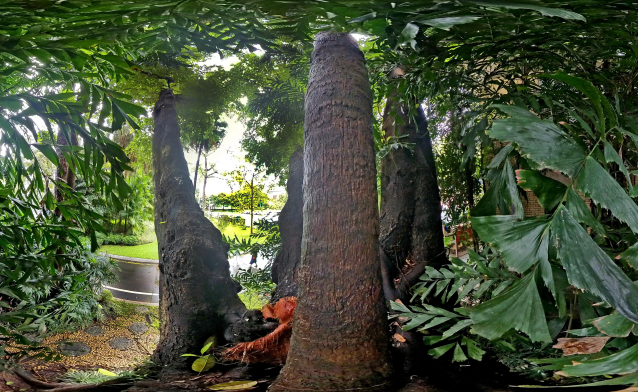 广州中山纪念堂的“树抱树” 广州中山纪念堂的“树抱树”