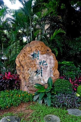 “树抱树”石碑 “树抱树”石碑