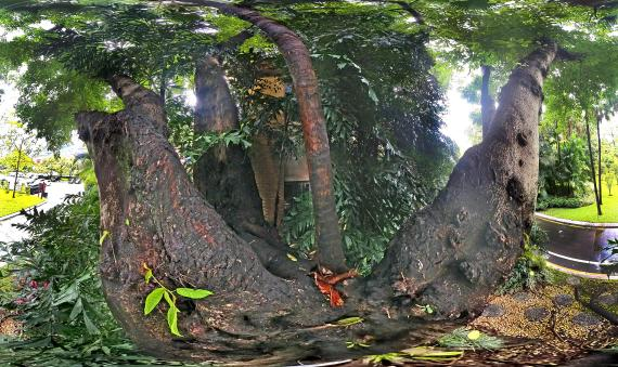 黄葛树抱葵树 黄葛树抱葵树