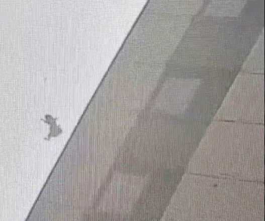 黑龙江有猫咪由16楼跌落街“零受伤”。 黑龙江有猫咪由16楼跌落街“零受伤”。