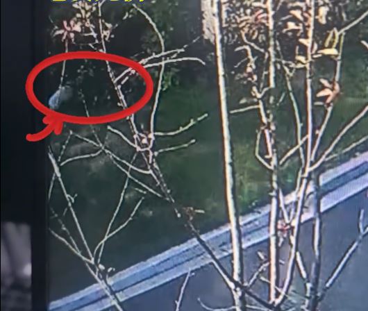 黑龙江有猫咪由16楼跌落街“零受伤” 黑龙江有猫咪由16楼跌落街“零受伤”