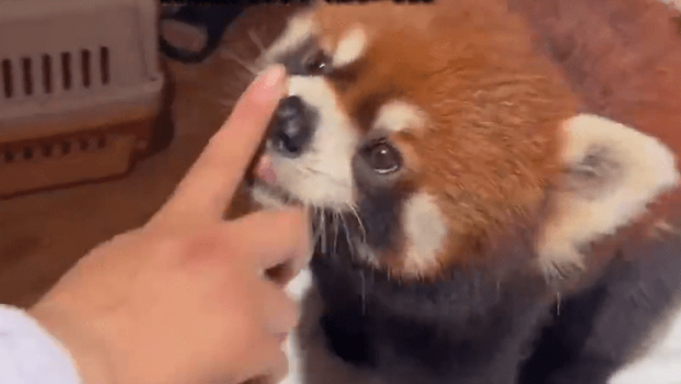 重庆五星酒店¥3000客房热销 重庆五星酒店¥3000客房热销