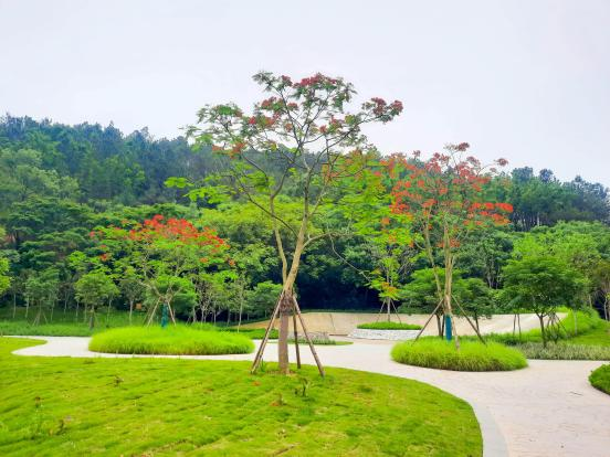 首作《荔仙千年宴》将在茂名高州开机 首作《荔仙千年宴》将在茂名高州开机