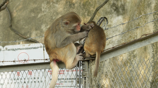 一般情况下巿民行山不会和猴子有接触。资料图片 一般情况下巿民行山不会和猴子有接触。资料图片