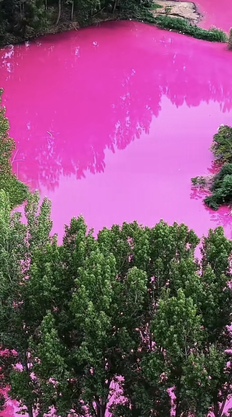 洛阳马屯村出现粉色水塘。 洛阳马屯村出现粉色水塘。