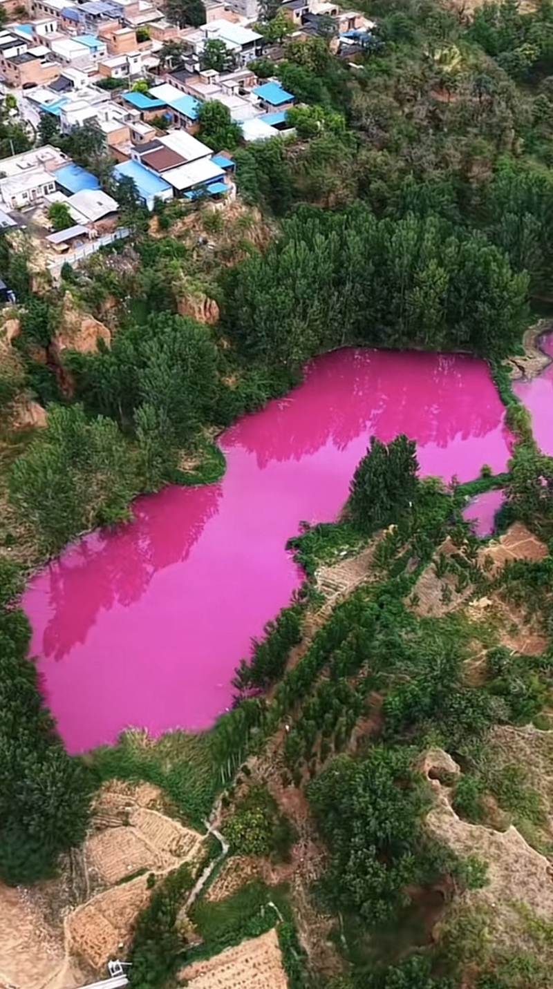 洛阳马屯村出现粉色水塘 洛阳马屯村出现粉色水塘
