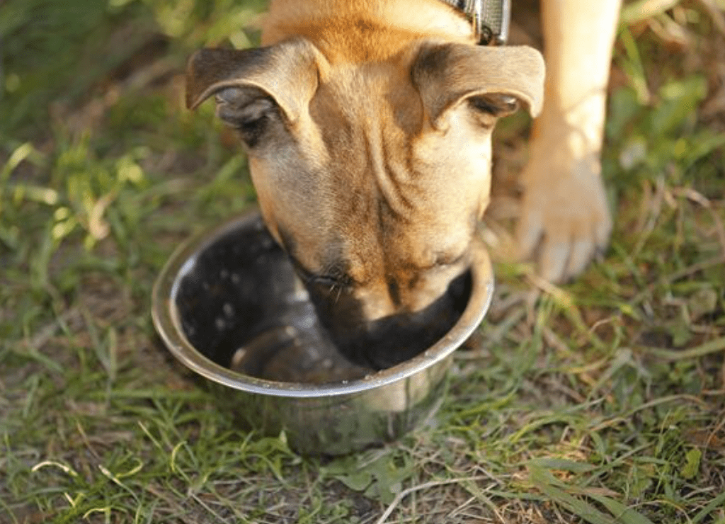 据报,巴图科娃曾用刀逐小逐小地割下亨克尔斯手臂上的肉,抛给家中的斗牛梗犬啃食。 据报,巴图科娃曾用刀逐小逐小地割下亨克尔斯手臂上的肉,抛给家中的斗牛梗犬啃食。