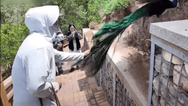 男子抓孔雀尾羽,孔雀未能挣脱。 男子抓孔雀尾羽,孔雀未能挣脱。