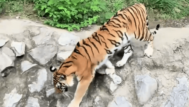 网友反映,北京动物园狮虎山的老虎瘦如“卡片”。 网友反映,北京动物园狮虎山的老虎瘦如“卡片”。