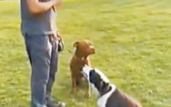 警方调查发现事态可疑,以涉嫌虐待动物和销毁证据拘捕涉案训犬师。 警方调查发现事态可疑,以涉嫌虐待动物和销毁证据拘捕涉案训犬师。