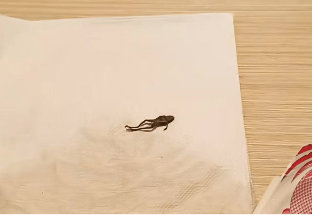 奈雪的茶疑喝出蛙尸。网图 奈雪的茶疑喝出蛙尸。网图