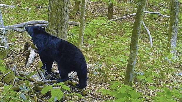 长野有居民采竹笋遭熊袭击后身亡。 长野有居民采竹笋遭熊袭击后身亡。