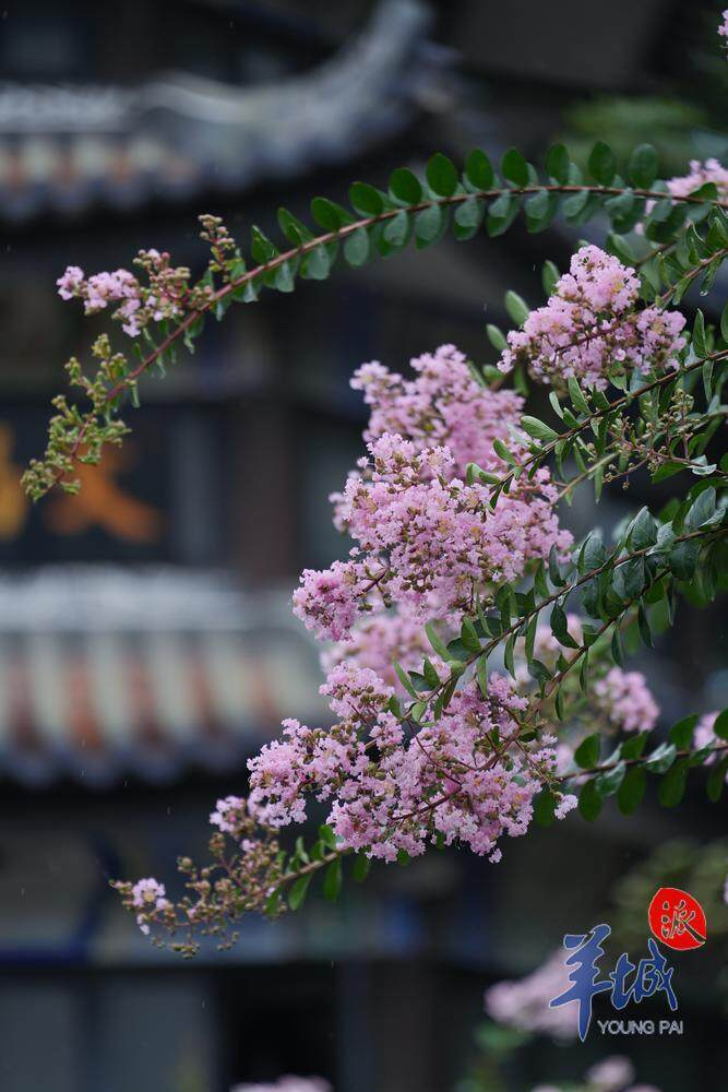 紫薇花开 紫薇花开