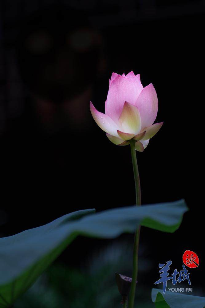 紫薇园艺展 紫薇园艺展