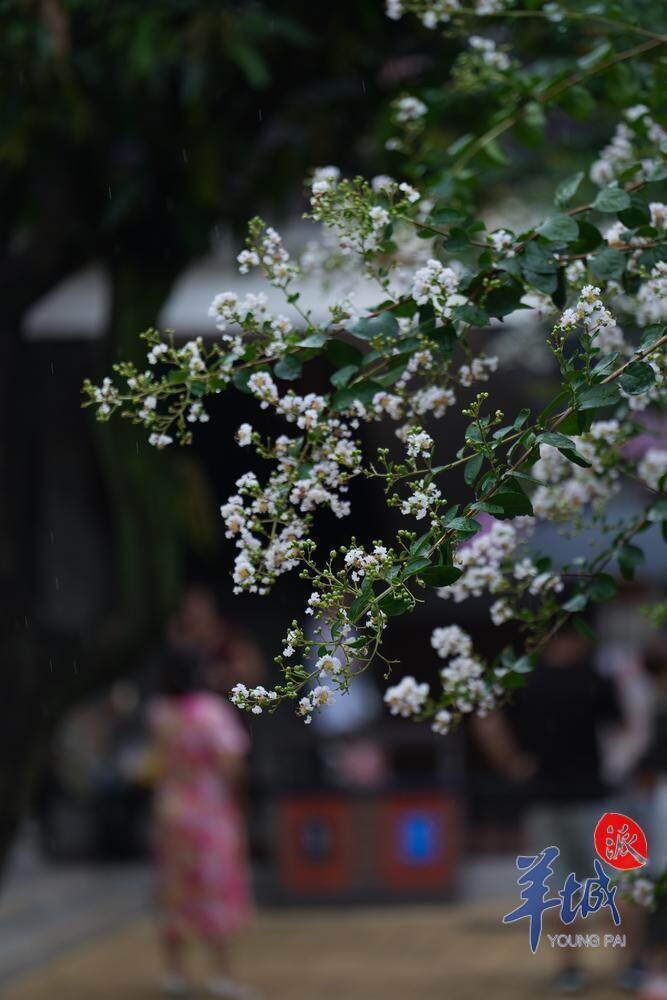 2025年余荫山房紫薇文化旅游季正式启幕 2025年余荫山房紫薇文化旅游季正式启幕