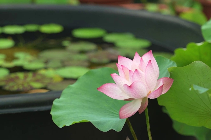 vlcsnap-2025-06-25-18h06m37s323C vlcsnap-2025-06-25-18h06m37s323C