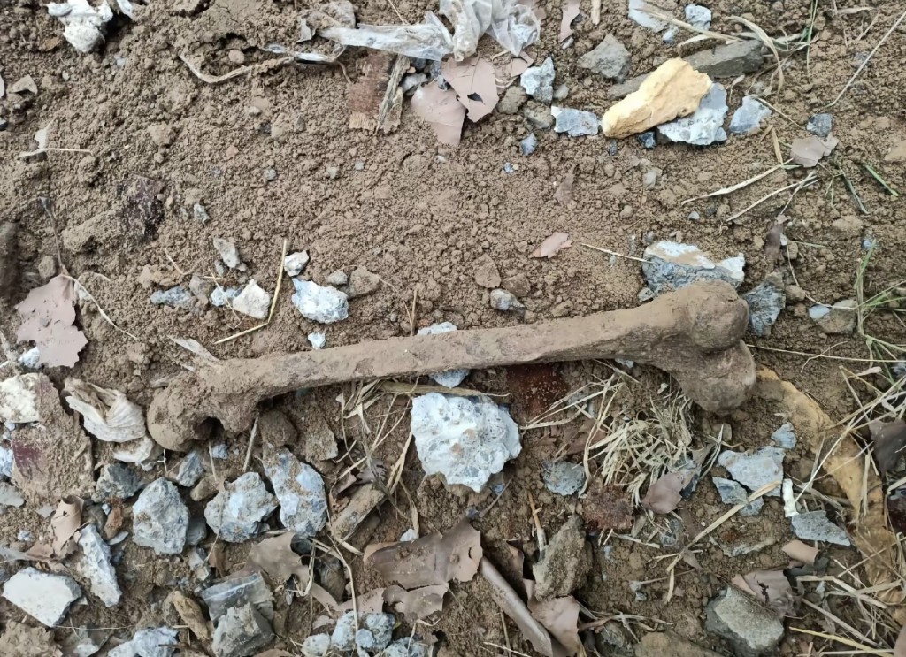 河南女新房院中挖出20年前人骨。 河南女新房院中挖出20年前人骨。