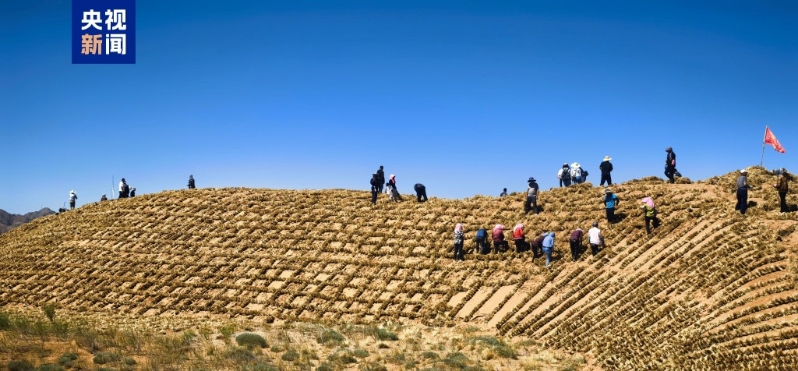 宁夏腾格里沙漠153公里固沙带合龙。央视 宁夏腾格里沙漠153公里固沙带合龙。央视