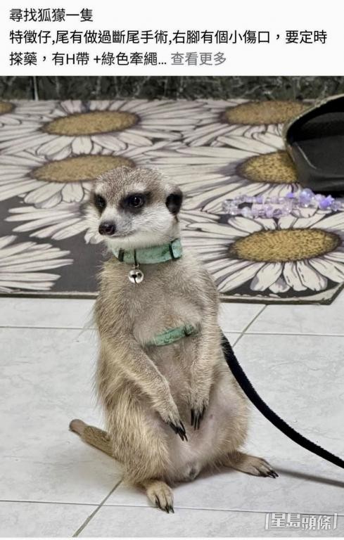 有市民早前于社交媒体发文,呼吁协助寻持走失的狐獴,帖文提及该狐獴有断尾特征。 有市民早前于社交媒体发文,呼吁协助寻持走失的狐獴,帖文提及该狐獴有断尾特征。