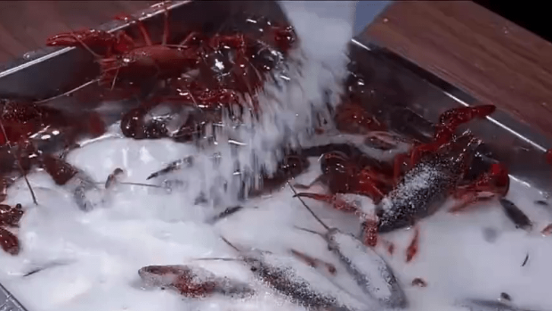 南京网红店被揭“草酸”洗小龙虾。 南京网红店被揭“草酸”洗小龙虾。