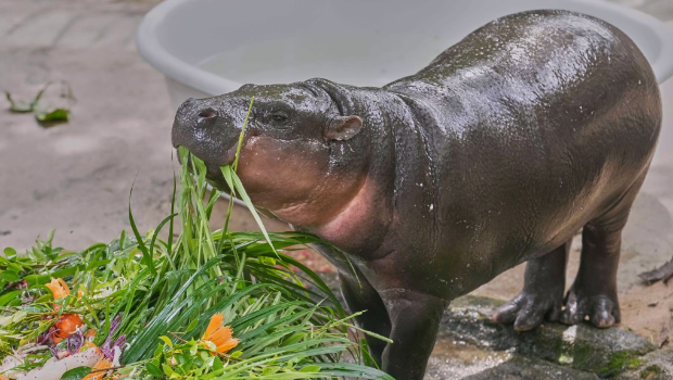 “弹跳猪”欢度一岁生日。 “弹跳猪”欢度一岁生日。