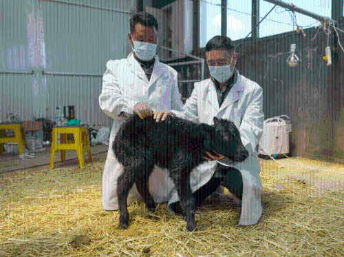 克隆牦牛 克隆牦牛