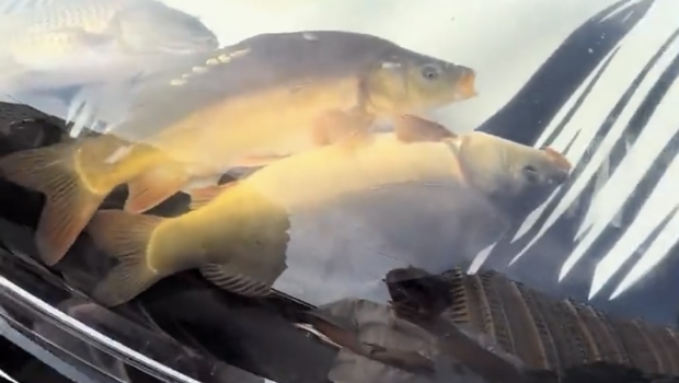 引擎盖养鱼 引擎盖养鱼