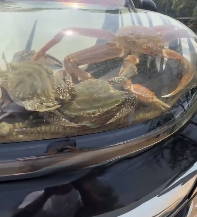 沈阳男“引擎盖养鱼”爆红。 沈阳男“引擎盖养鱼”爆红。